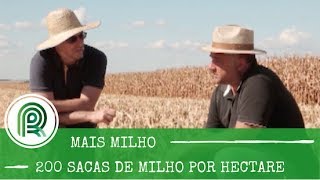 Solo “ruim” produz 200 sacas de milho por hectare Saiba como [upl. by Uthrop]