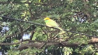 Bee Eater [upl. by Shanleigh]