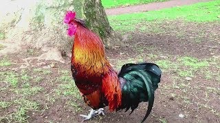 47 Imperessive rooster crowing in the morning compilations 2018  Chant du Coq [upl. by Shuma]