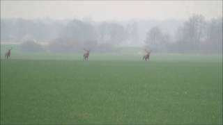 Drückjagd  Sauen und Rotwild [upl. by Heinrich]