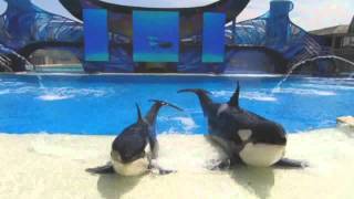 SeaWorld One Ocean Full Show DVD Version [upl. by Josey]