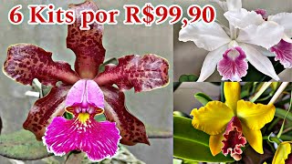 Kits de Orquídeas na Promoção [upl. by Ailido]