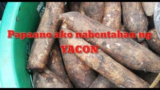 Papaano ako nabentahan ng Yacon [upl. by Vachel]