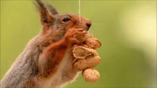 video scenes of red squirrels [upl. by Lucho992]