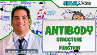 Immunology  Antibody Structure amp Function [upl. by Kotta]