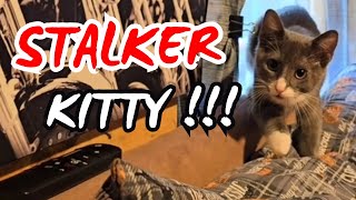 Stalker Cat [upl. by Cahilly]