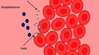 virulence factor of streptococcus [upl. by Schnur]