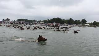 99th Annual Chincoteague Pony Swim  July 24 2024 [upl. by Yoral788]