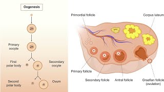 02 General Embryology lecture 2 part 2  2 Oogenesis [upl. by Tsiuqram90]