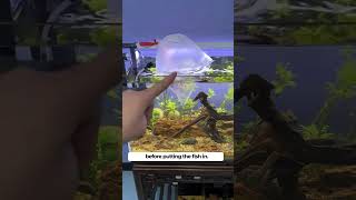 Tips for new fish aquarist [upl. by Nicolella]