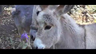 EL BURRITO  VELOZ DE LA SIERRA  VÍDEO OFICIAL FULL HD [upl. by Nelram957]