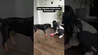 Dogo Argentino amp Cane Corso VS Rottweiler 🤣 dogs rottweiler loveyourpets mypet puppy allweiler [upl. by Odell]