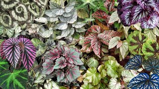 BEGONIA PLANT CARE TIPS PLUS BEGONIA VARIETIES WITH NAMES [upl. by Kylander]