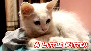 Little kitten Playing  Cat Kitten  Kitten play with Ball  Kitten eating food [upl. by Ahsaeyt]