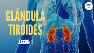 3 GLÁNDULA TIROIDES FISIOLOGÍA DEL SISTEMA ENDOCRINO [upl. by Llennej]