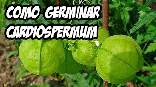 Como germinar Cardiospermum Halicacabum  La Huerta de Ivan [upl. by Atteirneh]