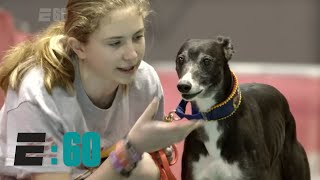 E60 – Meet Spitfire ‘the Michael Jordan of Dogs’ [upl. by Sprage]