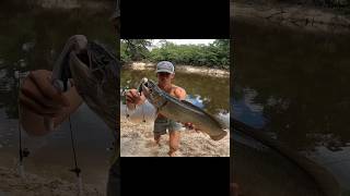 I caught a MUDFISH bowfin mud mudfishing riverfishing shorts teeth [upl. by Innob]