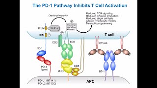 Targeting Cancer Pathways Understanding Immune Checkpoints [upl. by Falconer557]