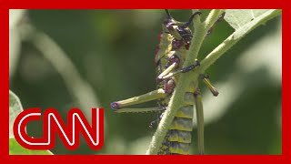 Locust swarms threaten the food supply of millions [upl. by Enyawd]