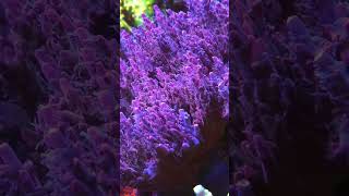 Enjoy Polyp extension shorts music coralreef diving aquarium aqua ocean corals trending [upl. by Kalinda]