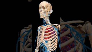 Skeleton in veins and heart anatomy skeletalsystem science [upl. by Ahsimat522]