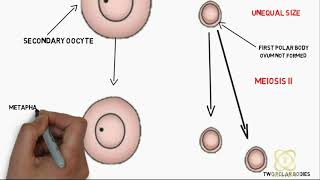 Oogenesis Explained [upl. by Luapnaej]