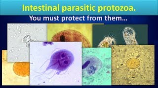 Intestinal parasitic protozoaClear overview [upl. by Greerson262]