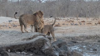 Savuti lions Chobe Botswana [upl. by Arianne]