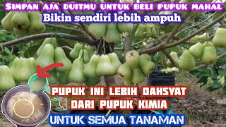 luar biasa pupuk ajaib ini satu kali aplikasi langsung berbuah melebihi pupuk kimia [upl. by Ytissac]