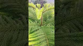 Araucaria heterophylla is a species of conifer gardening indoorplantplantnursery nature [upl. by Ydieh856]