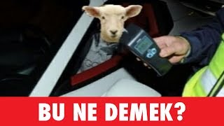 BU NE DEMEK  Fotoğraflı Soğuk Espri Yarışması  Alper Bas [upl. by Llenod]