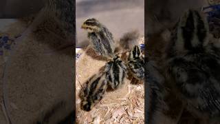 48 hour Coturnix Quail chick update [upl. by Mufinella872]