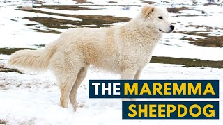 Maremma Sheepdog 7 Reasons Why We Love The Italian Flock Guardian [upl. by Georgeta628]