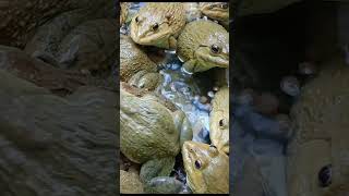 Master Frog Care in Just 5 Minutes a Day 13 [upl. by Nariko]