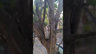 This snail climbs a tree bekicot bekicotjumbo snail tree climbing climbingtrees animals [upl. by Ahsiekrats997]