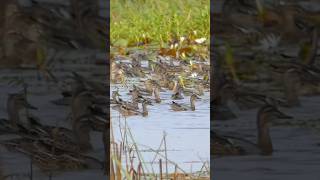 GarganeyBird of Boeung Prek Lapouv protected landscapewildlifephotography birdphotography [upl. by Atiuqan]