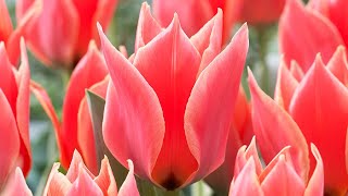 How to Plant Dwarf Tulips Spring Garden Guide [upl. by Zoller]