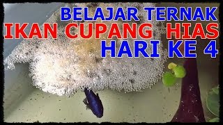 Cara Ternak Ikan Cupang Hias Dari Awal Hingga Akhir Hari Ke 4  Cek Telur cupang [upl. by Benildis2]