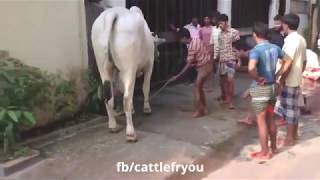 Video de VACAS graciosas Videos of funny COWS [upl. by Ylim]