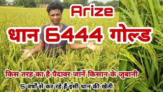 Arize 6444 gold dhaan khetiगोल्ड धान में पैदावर कैसा है dhan Paddy Cultivation kisan sunil patel [upl. by Dric]