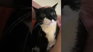 The cat is paralyzed but love works miraclesDo you believe thatcats animals love [upl. by Ymme]