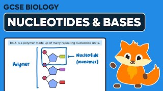 DNA Nucleotides amp Bases  GCSE Biology [upl. by Ruscio]