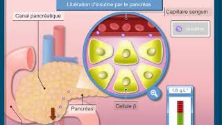 Questce que la régulation de la glycémie [upl. by Saitam]