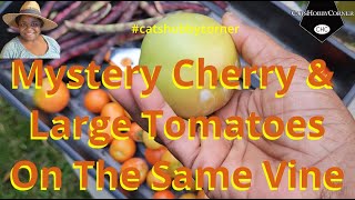 Mystery Cherry amp Large Tomatoes on Same Vine  catshobbycorner [upl. by Collete]