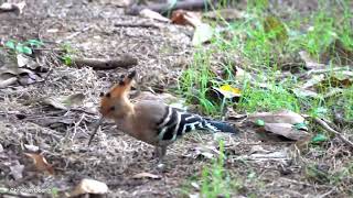 Eurasian Hoopoe Upupa epops [upl. by Nostets]