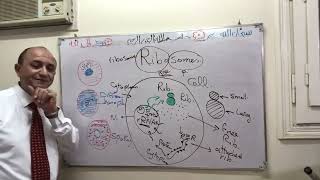 Ribosomes histology [upl. by Golding]