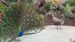 Peacock and Peahen Display [upl. by Olivann]