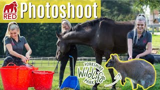 Photoshoot Behind The Scenes  With Red Gorilla At Yorkshire Wildlife Park  Lilpetchannel [upl. by Annekam434]