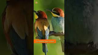 European beeeater bird sound [upl. by Ilujna692]